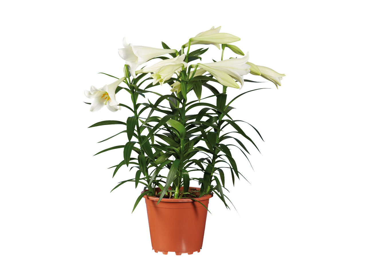 Lys blanc en pot de terre cuite