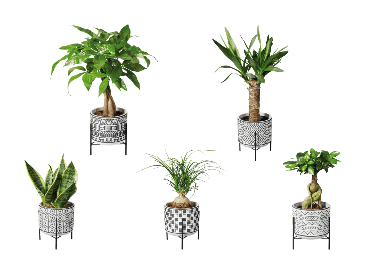 Cinq plantes en pot avec des motifs géométriques noirs et blancs sur des supports noirs.