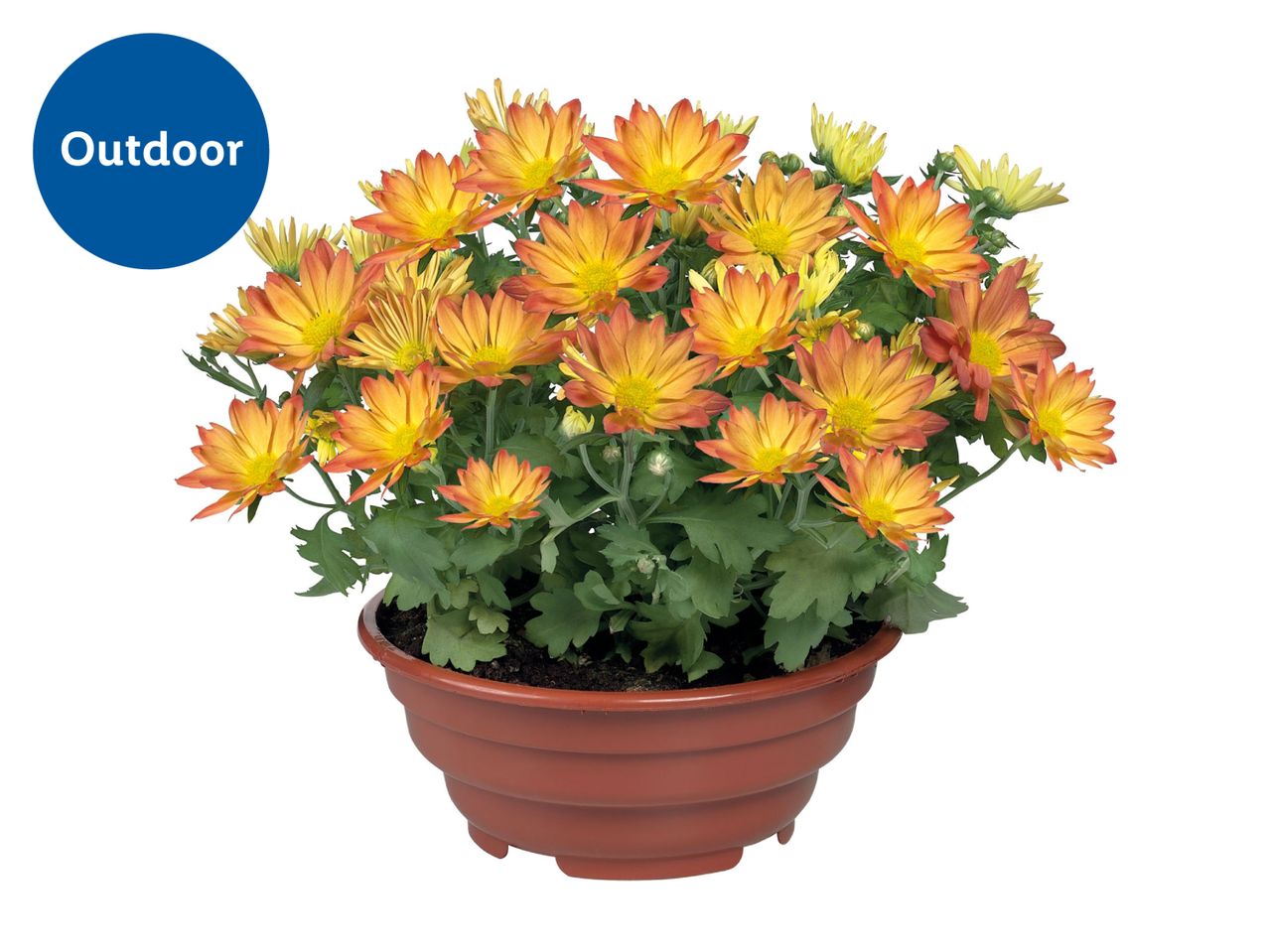 Orange chrysanthemums in a pot for outdoor use.