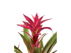 Bromélia rosa com folhas verdes.