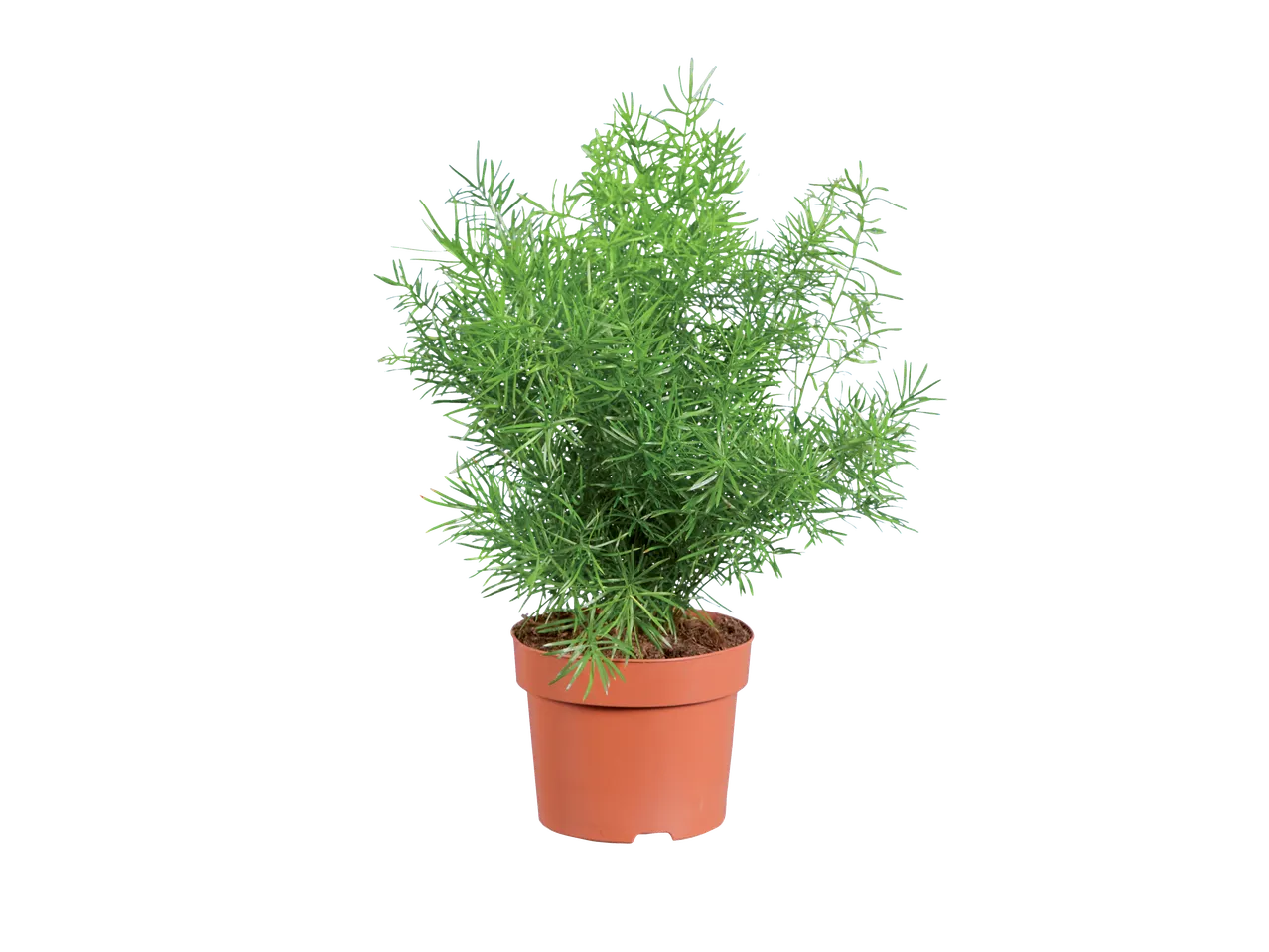 Asparagusplant in een bruine pot.