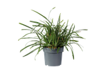 Groene plant in pot.