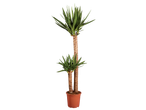 Two Yucca plants in a pot.