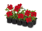 Rode petunia's in een zwarte plantenbak met een label waarop 'Petunia' staat.