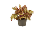 Heuchera plant in een bruine pot.