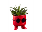 Een Haworthia succulent in een rode, cartoonachtige pot met een zonnebril.