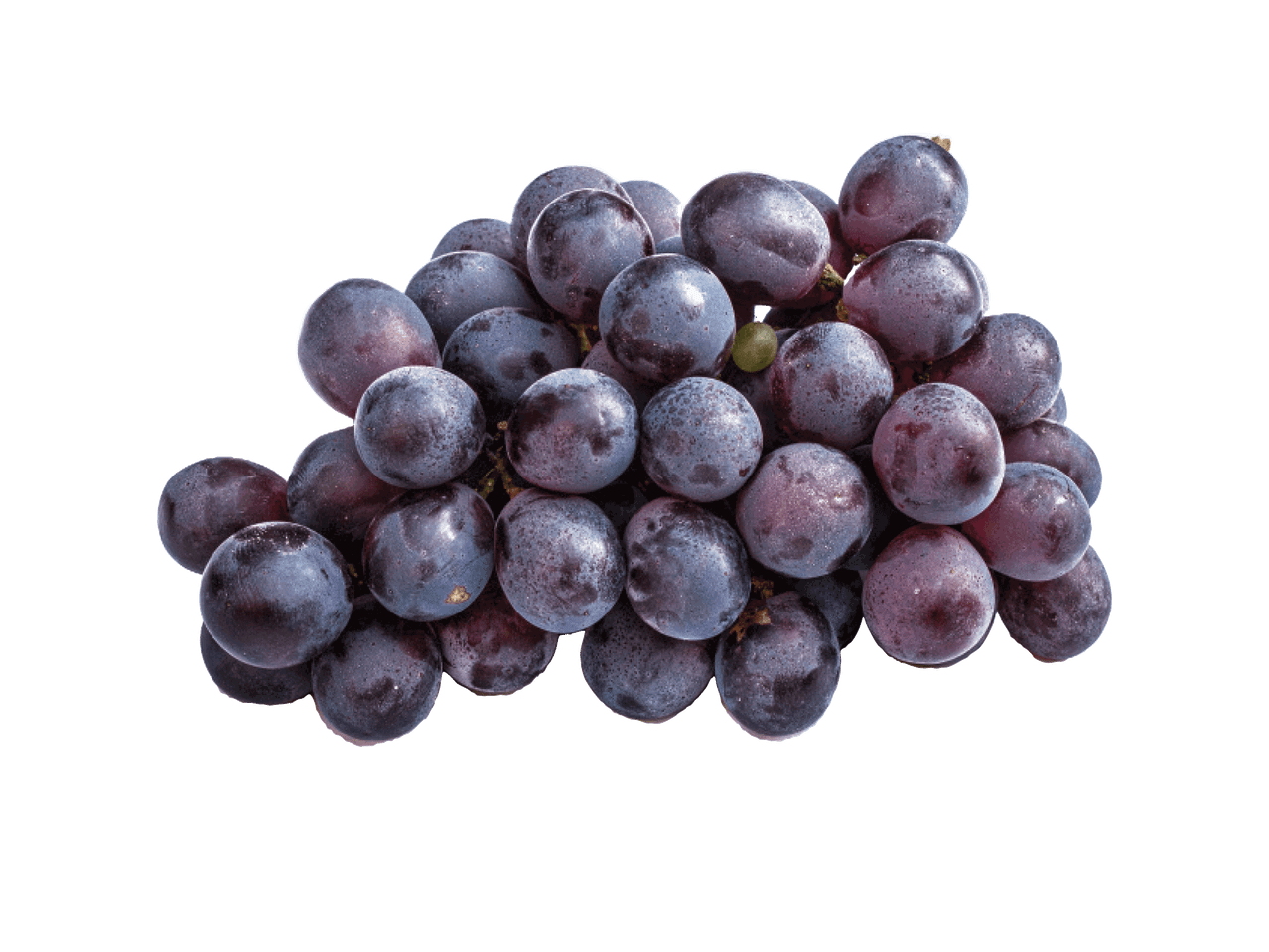 Šviežių, tamsiai violetinių vynuogių kekė su šerkšnu ant juodo fono.