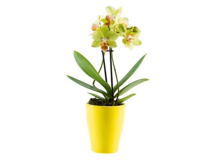 Mini orchidea kerámiában**