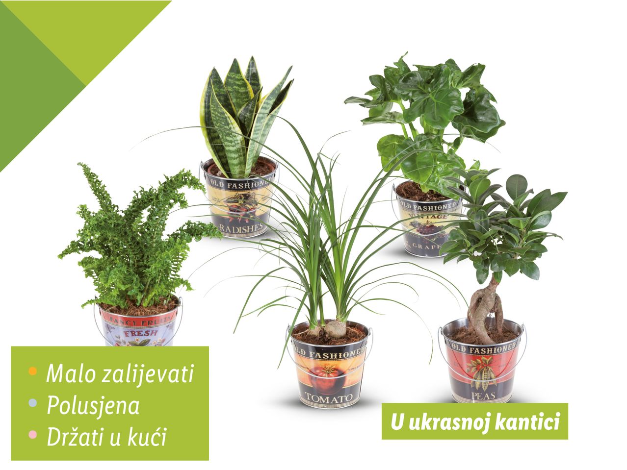 Pet sobnih biljaka u ukrasnim kantama s natpisima.