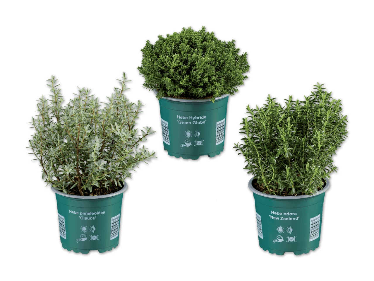 Drei verschiedene Hebe-Sorten ('Green Globe', 'Glauca', 'New Zealand') in grünen Töpfen.