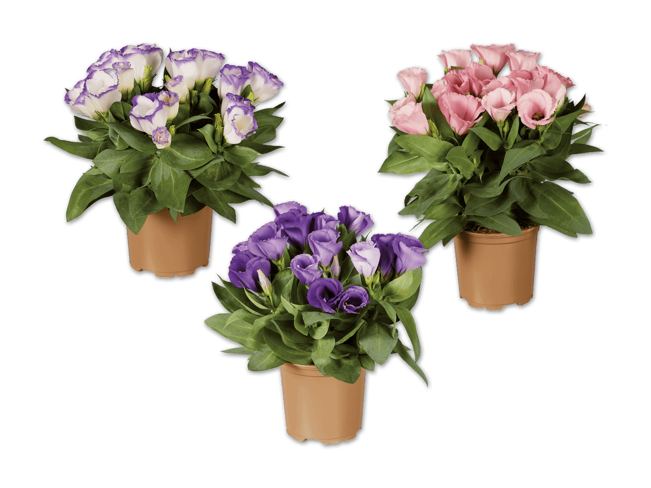 Drei Lisianthus-Pflanzen in verschiedenen Farben in braunen Töpfen.