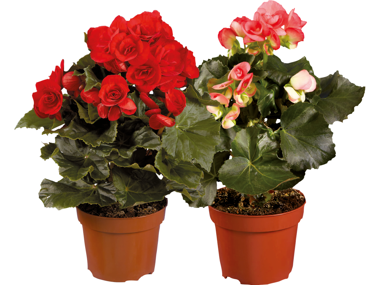 Två krukväxter med röda och rosa blommor i bruna krukor.