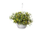 Hængende kurv med gule blomster og grønne blade.