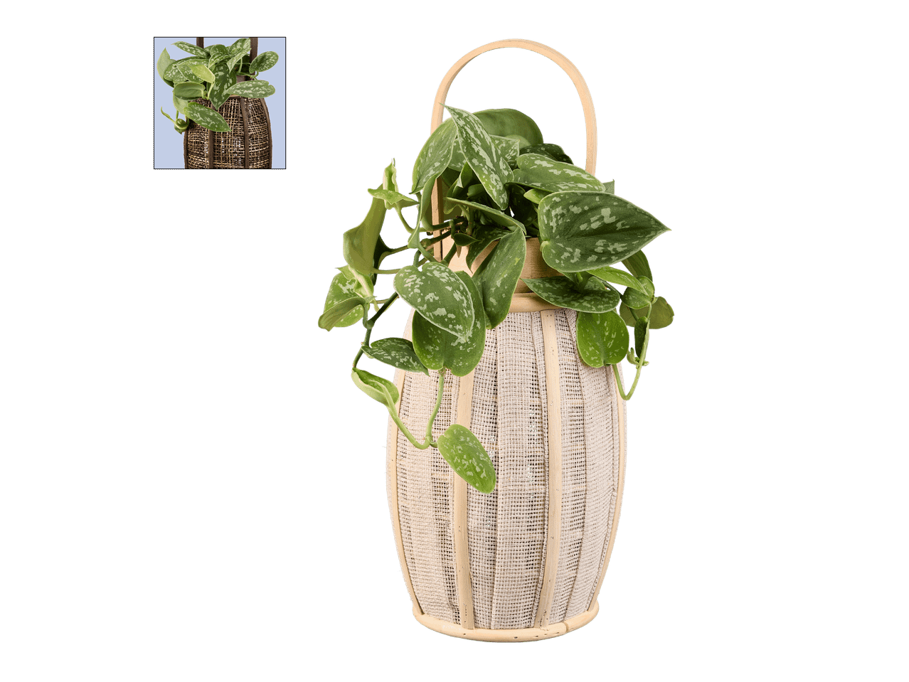 Rattan-korkea riippukori, jossa on hopeinen Philodendron-kasvi.