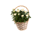 Witte rozen in een mand.