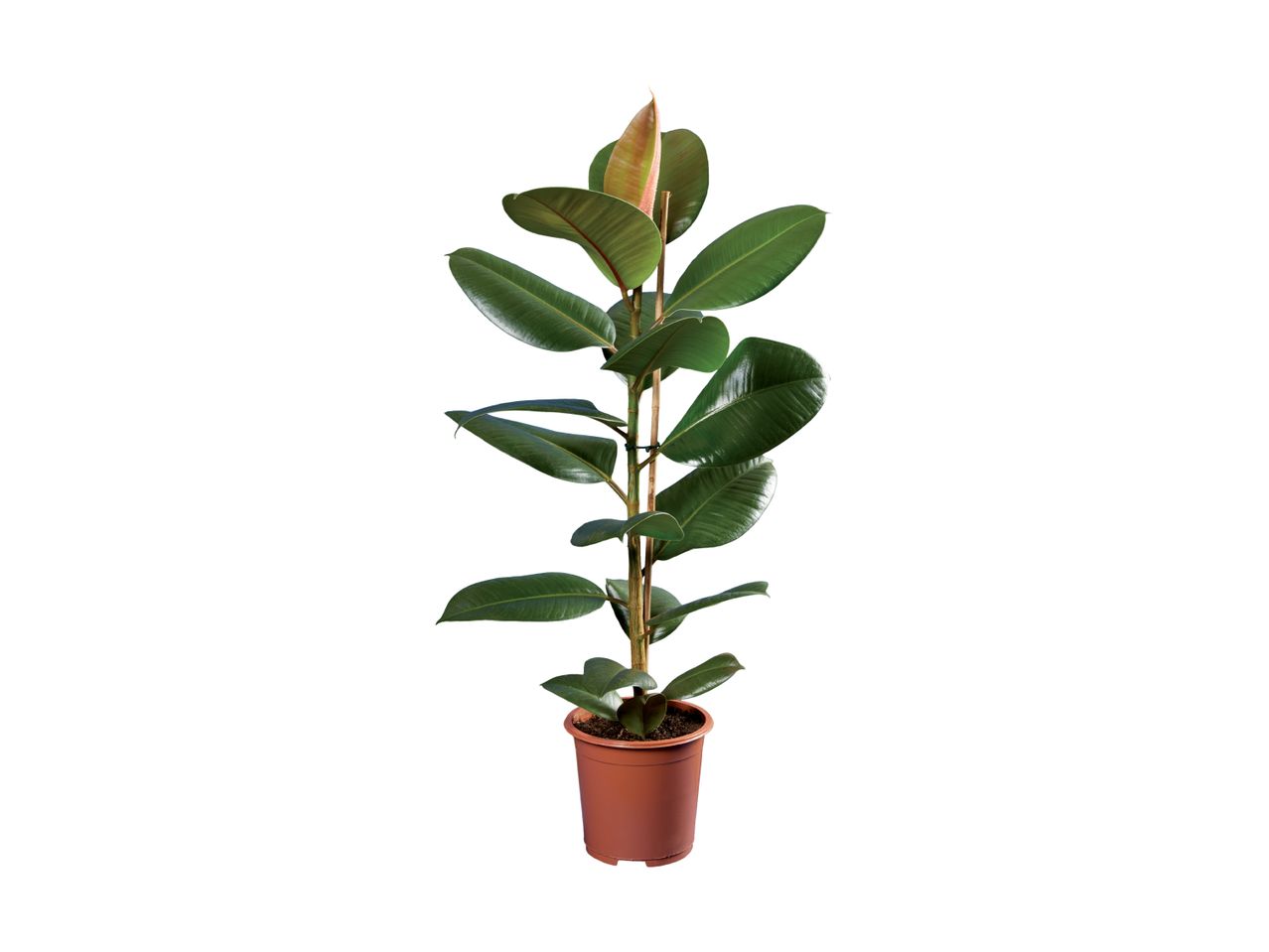 En gummiplante i en brun potte på en hvid baggrund.