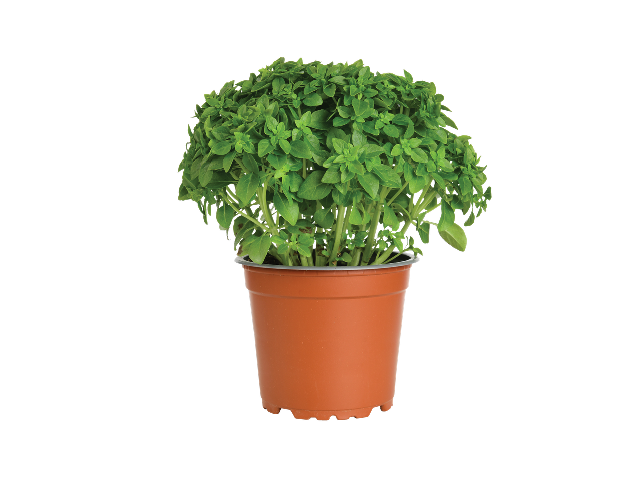 Planta de manjericão em vaso marrom.
