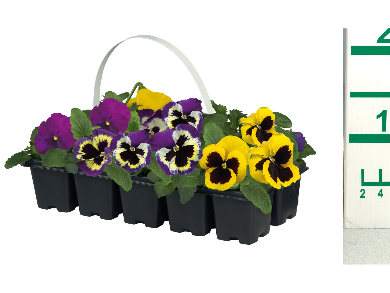 Bak met 10 viooltjes in paarse en gele kleuren.