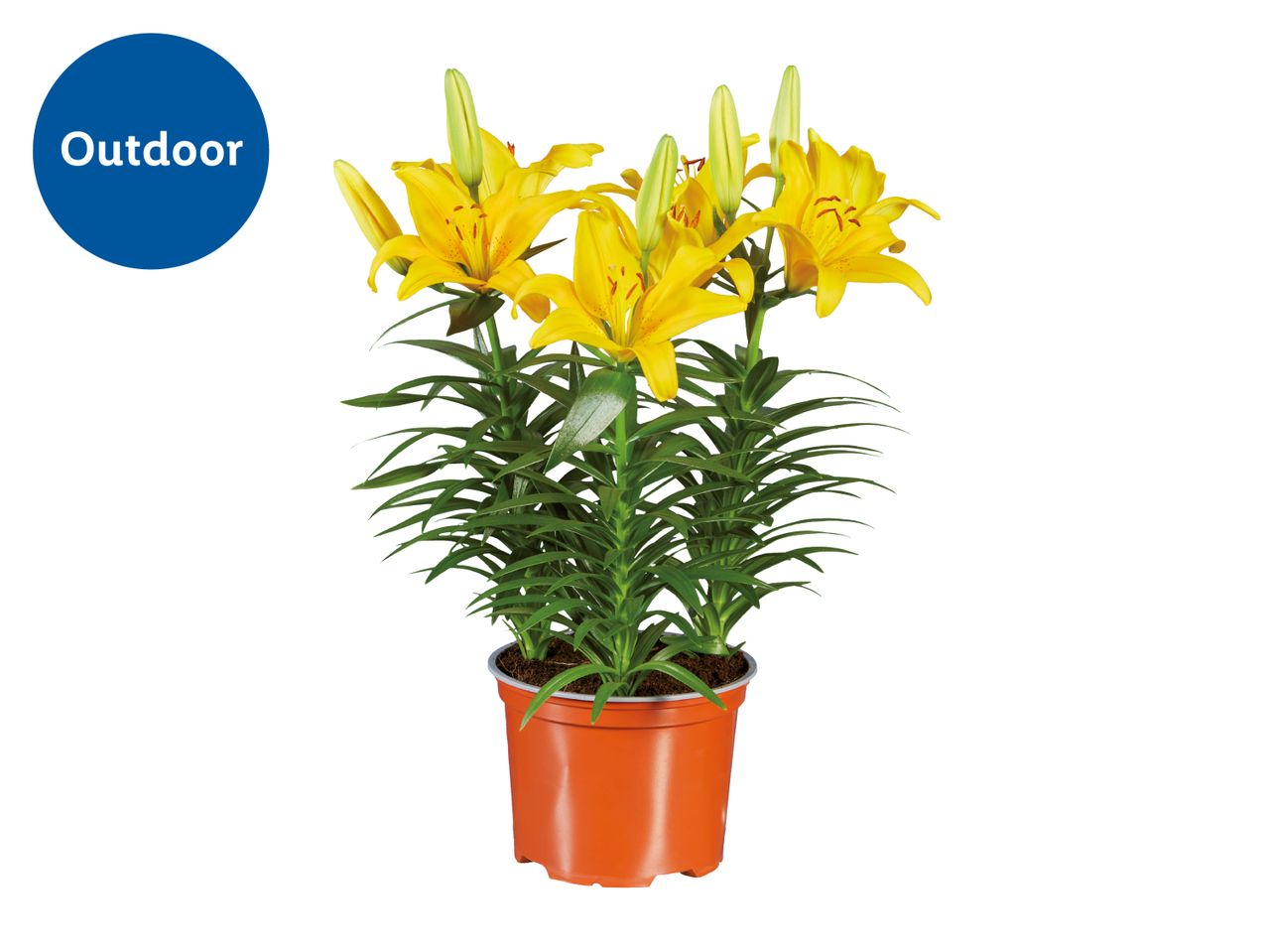 Potted yellow lilies with green foliage, labeled 'Outdoor' in a blue circle.