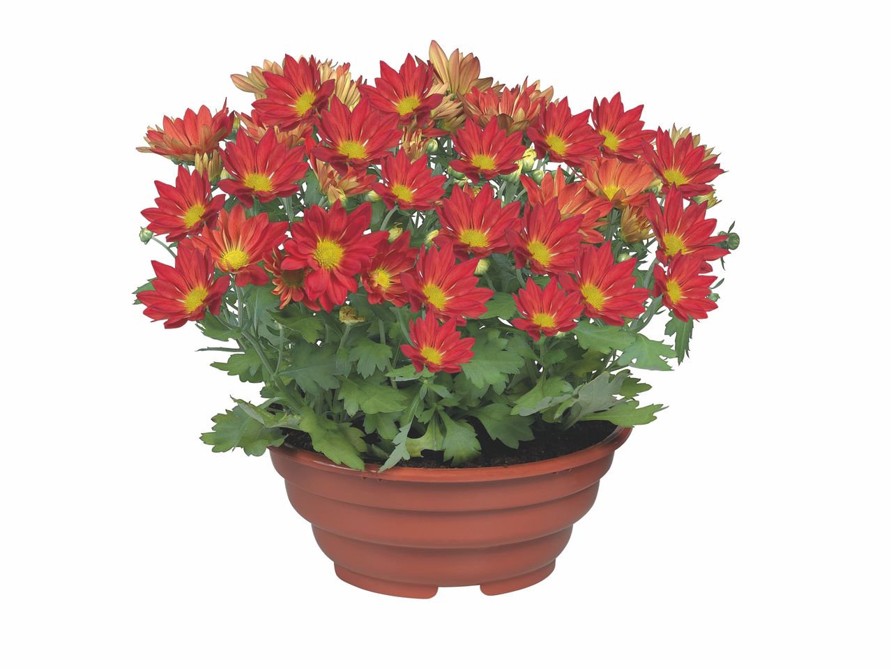 Plante fleurie en coupe