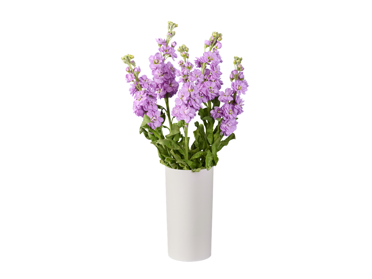 Buchet mov de matthiola într-o vază albă pe fundal negru.