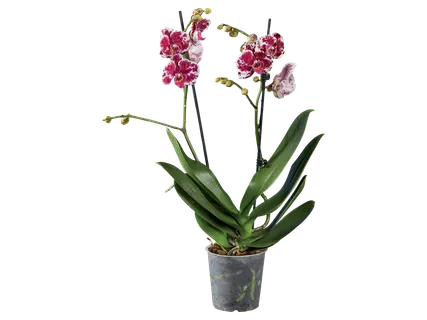 Pillangóorchidea*