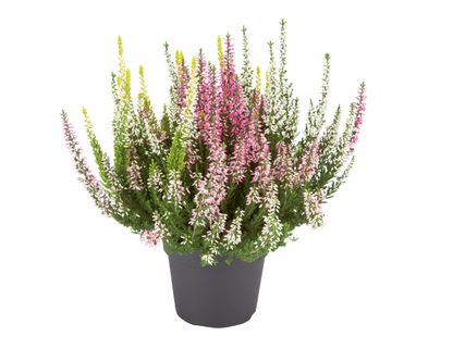 Heidekraut (Calluna vulgaris)