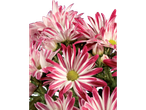 Chrysanthèmes blanc et rouge vif.