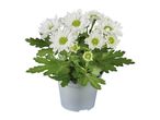 A small potted plant with white daisies.