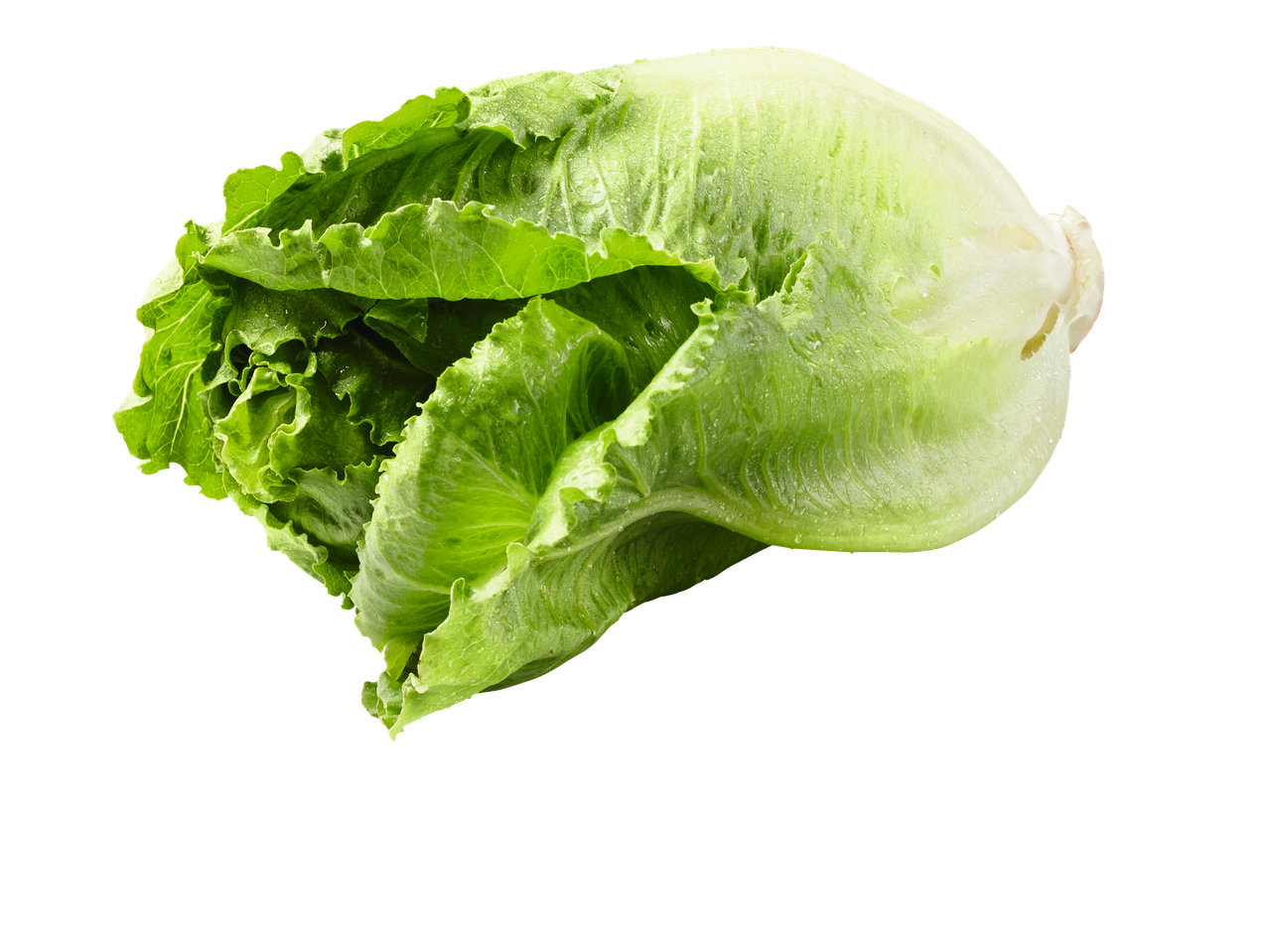 Alface romana fresca e suculenta.
