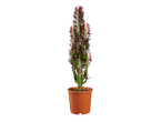 Euphorbia-cactusplant in een bruine pot.