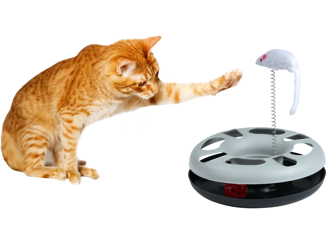 Gato ruivo a brincar com brinquedo ZOOFARI com rato na mola e bola vermelha.