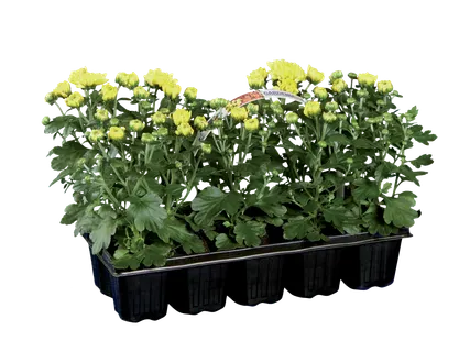 Chrysanten in tray