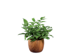 Uma planta verde listrada em um vaso marrom estampado.