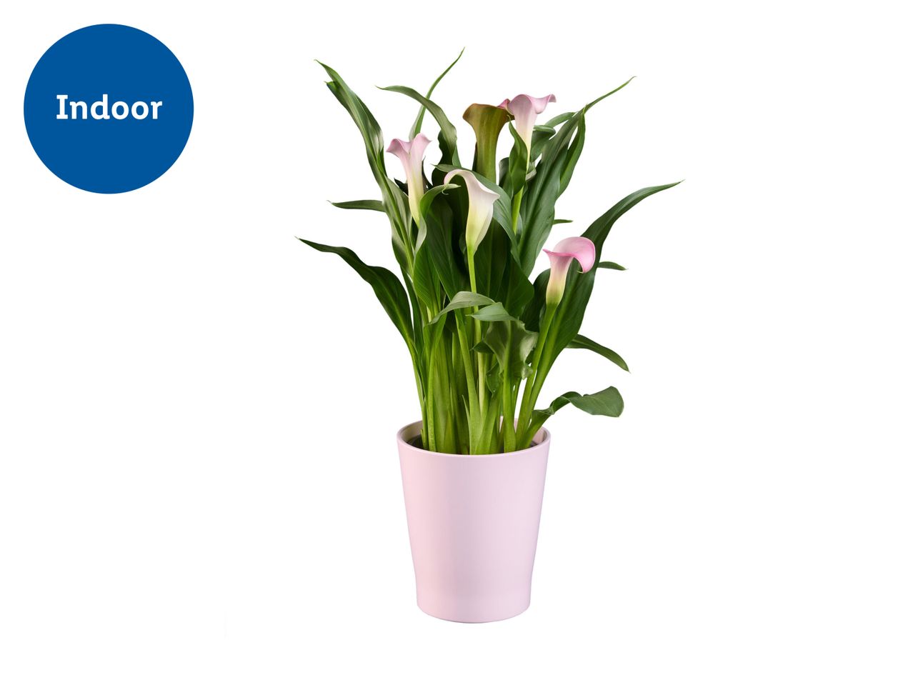 Pink pot containing a Calla Lily plant.