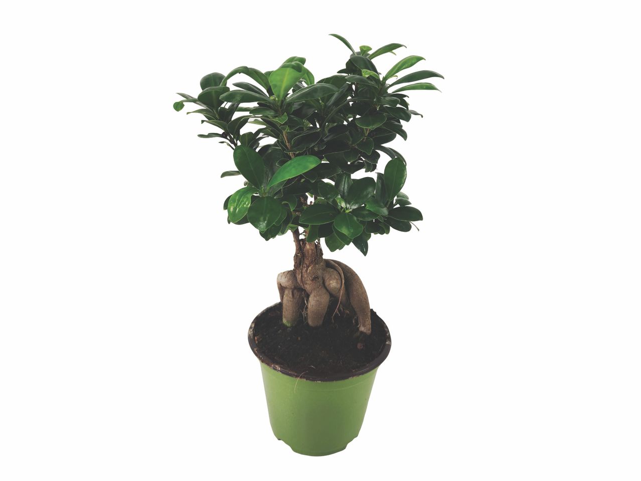 A small potted bonsai tree with dark green leaves and exposed roots in a green pot.