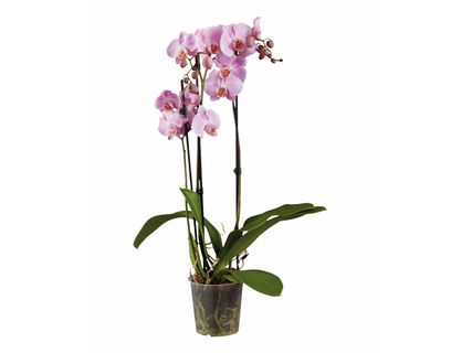 Pillangóorchidea*