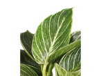 Folhas de planta com listras verdes e brancas.