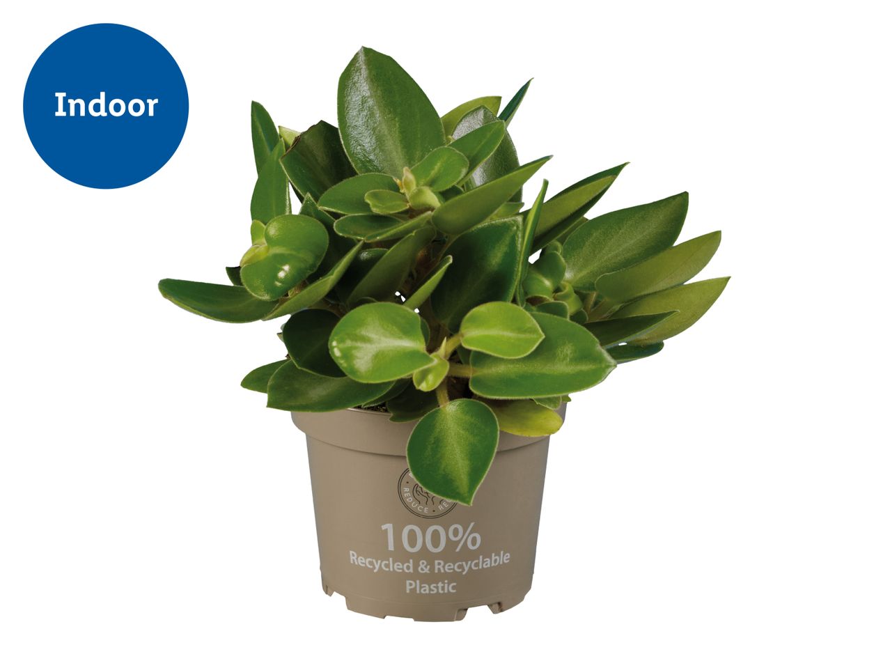 An indoor green plant in a 100% recycled and recyclable plastic pot.