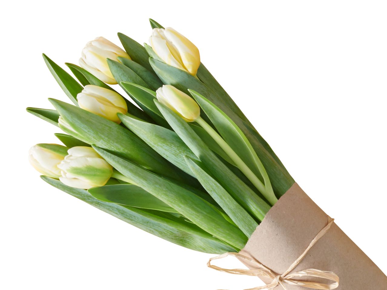 Pełny ekran: Polskie tulipany, 7 szt. - zdjęcie 1