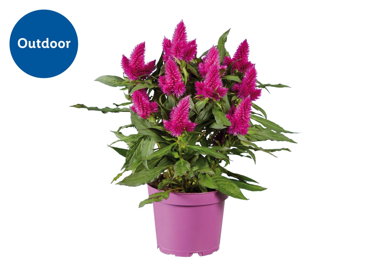 Potted pink celosia plant with green leaves, labeled 'Outdoor' in a blue circle.