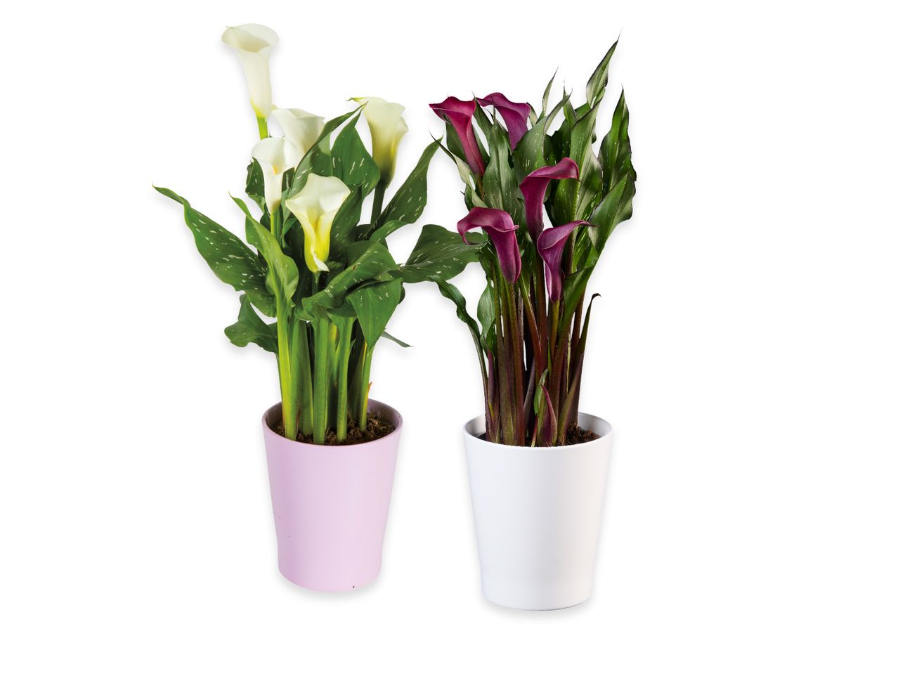 Due piante di Calla in vaso, una bianca e una viola scuro.