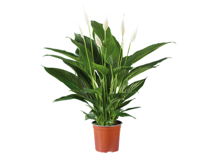 Lepelplant