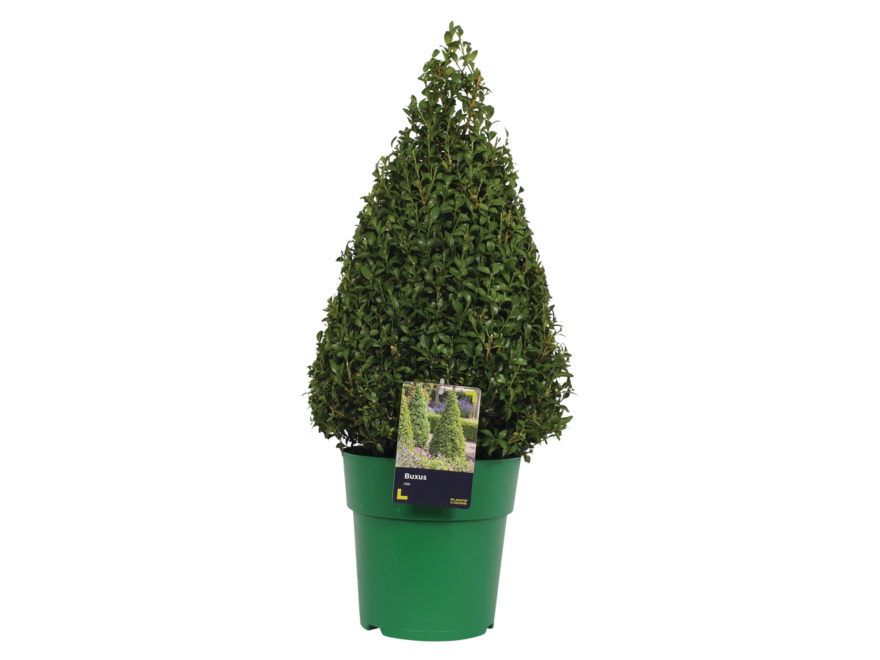 Conical Buxus plant in a green pot.