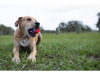 Um cachorro segura uma bola na boca em cima de grama verde.
