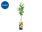 Outdoor apple tree sapling in a pot with a label showing red apples.