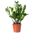 Zamioculcas plant in a terracotta pot.