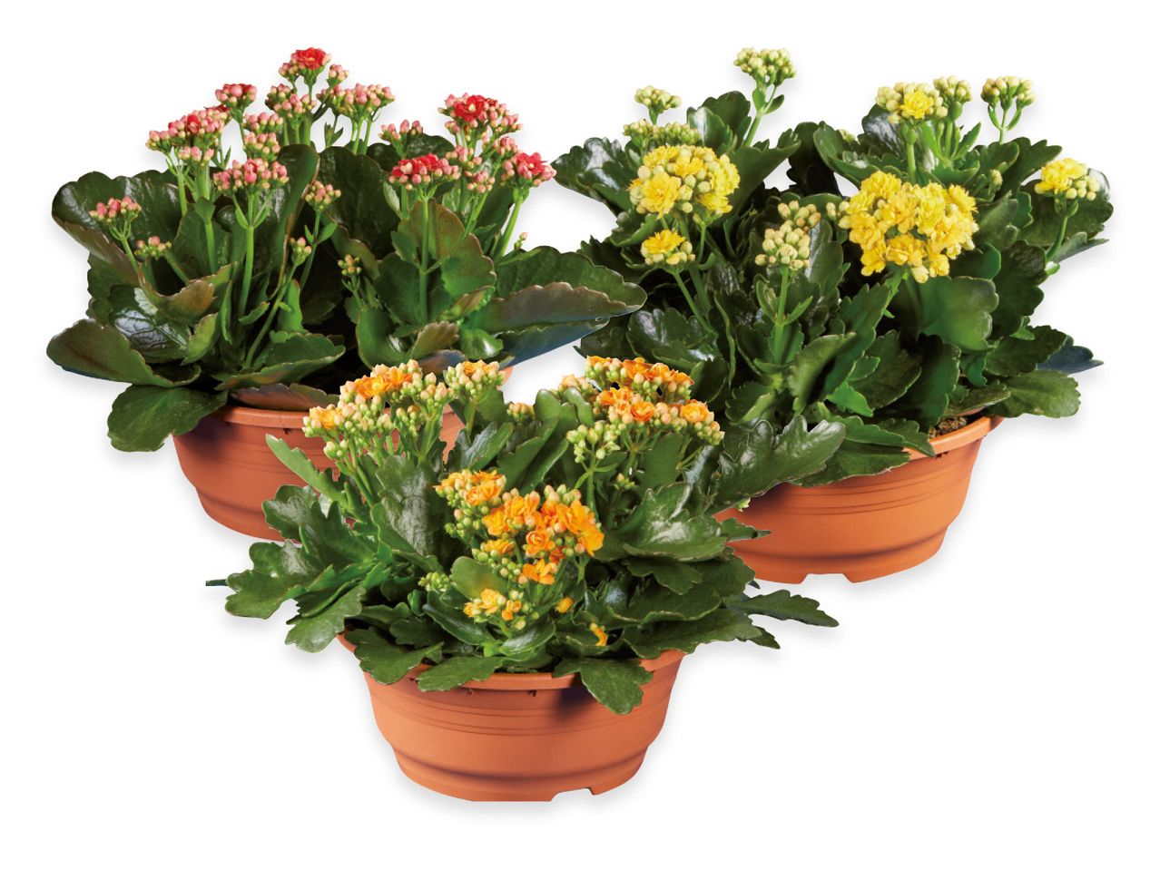 Tre piante di Kalanchoe in vaso di terracotta, in diverse tonalità di fiori.