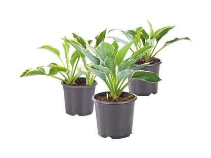 Hosta Gartenfunkie