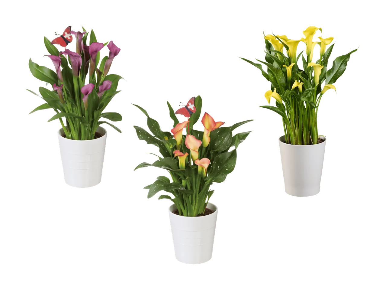 Trois pots de callas de couleurs différentes : violet, orange et jaune, avec des papillons décoratifs.